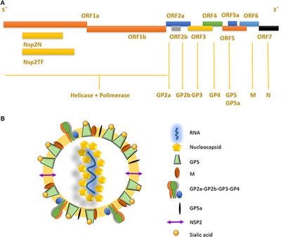 Key Gaps in the Knowledge of the Porcine Respiratory Reproductive Syndrome Virus (PRRSV)